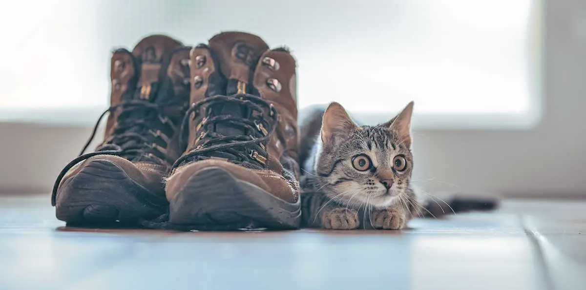 kitten playing next to boots