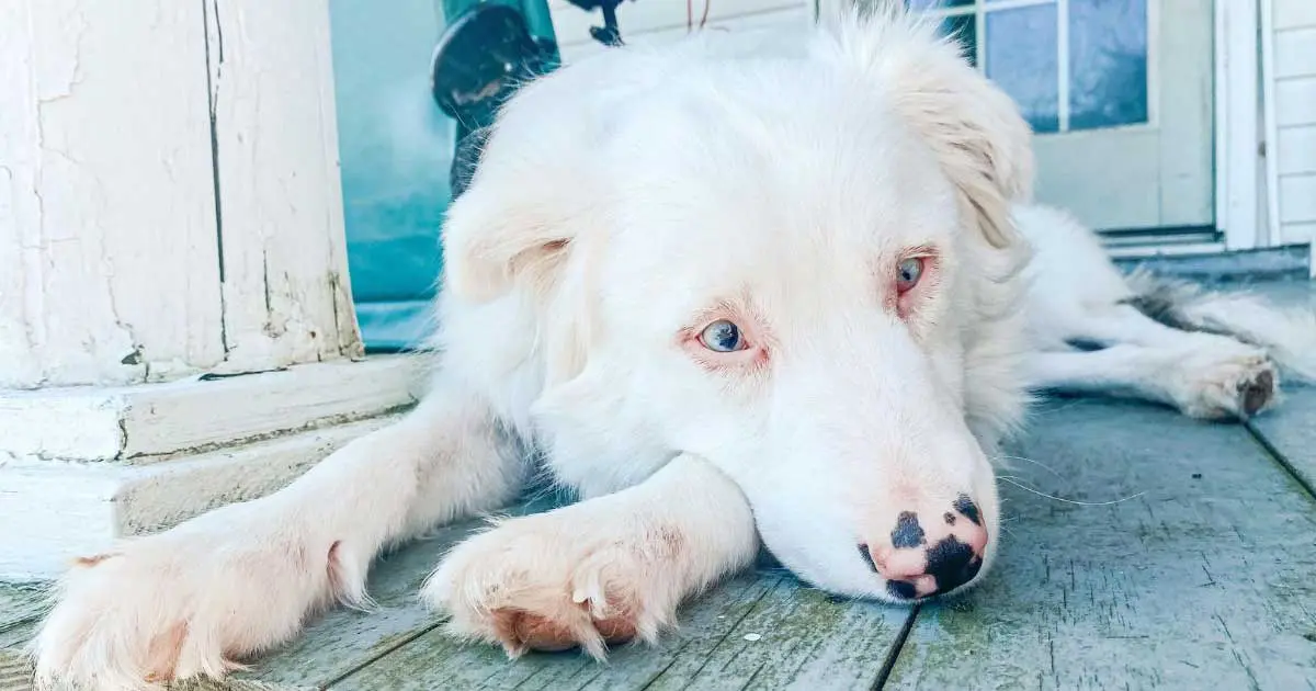 White Double Merle Dog Lying on Wooden Patio