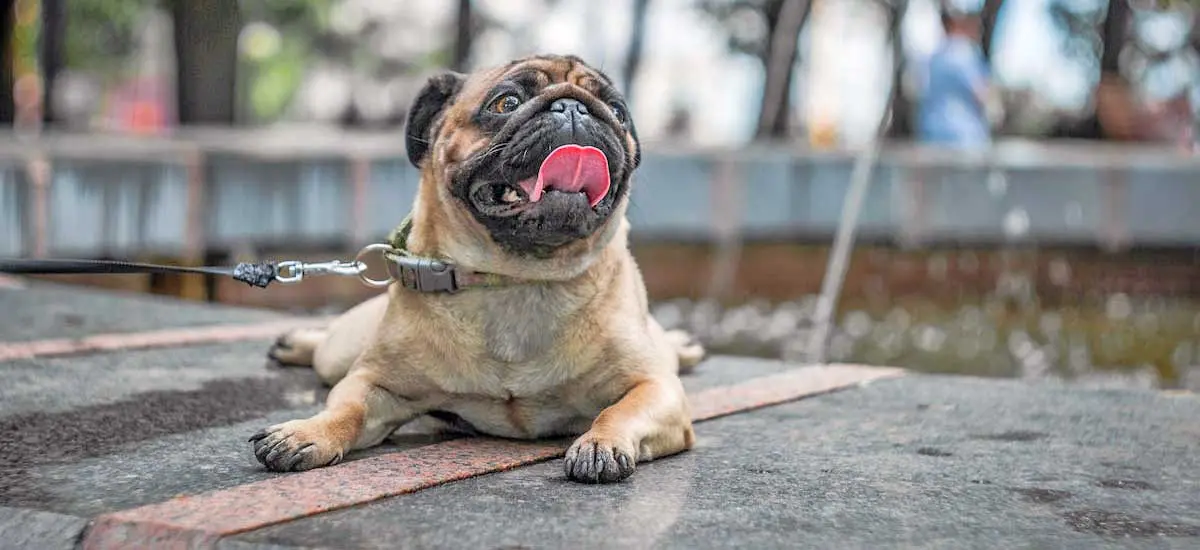 Fawn Pug Sitting on Concrete Floor Panting