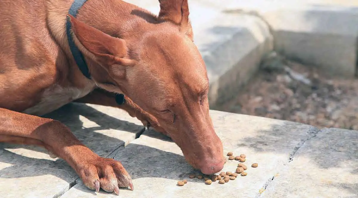hound eating kibble
