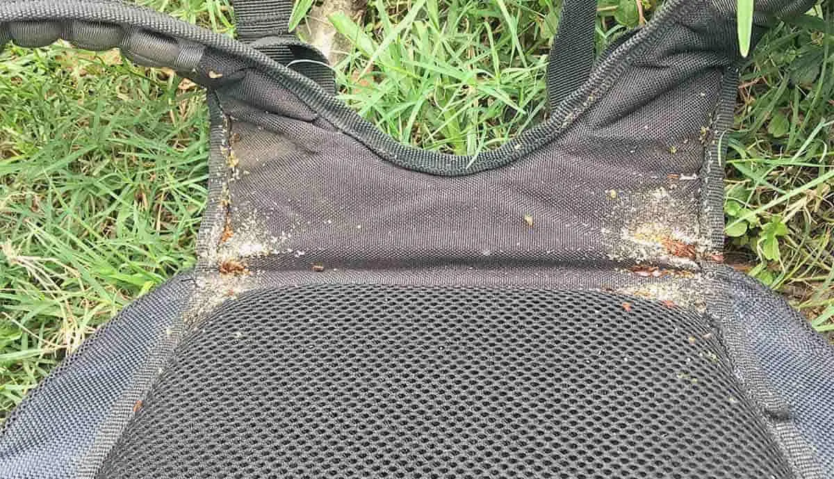 a colony of bed bugs on a chair