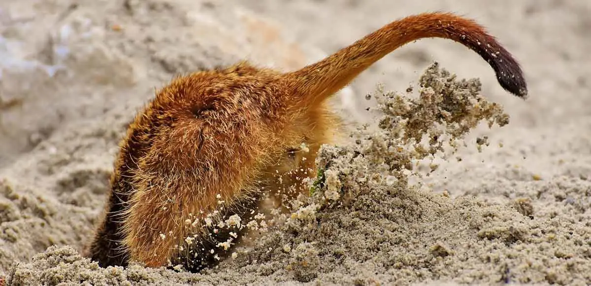 meerkat digging with head in the sand