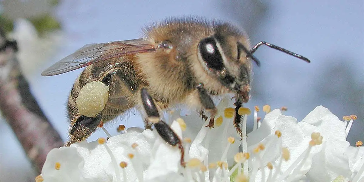 honeybee on a white flower