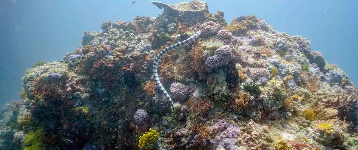 striped sea snake swimming in coral reef