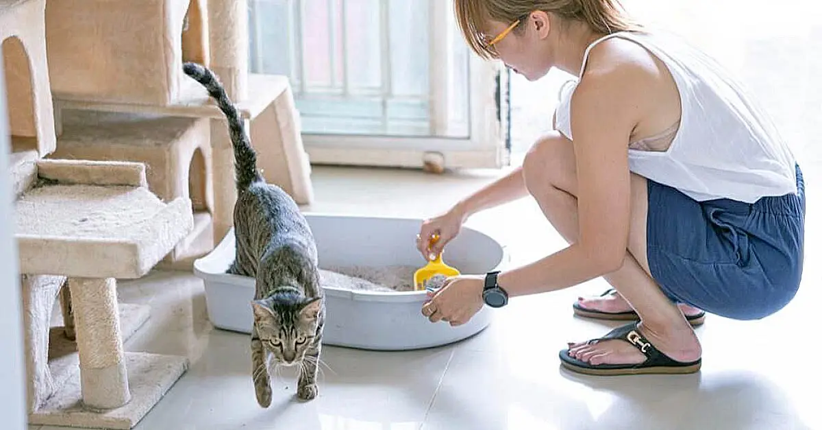 woman cleaning litter box