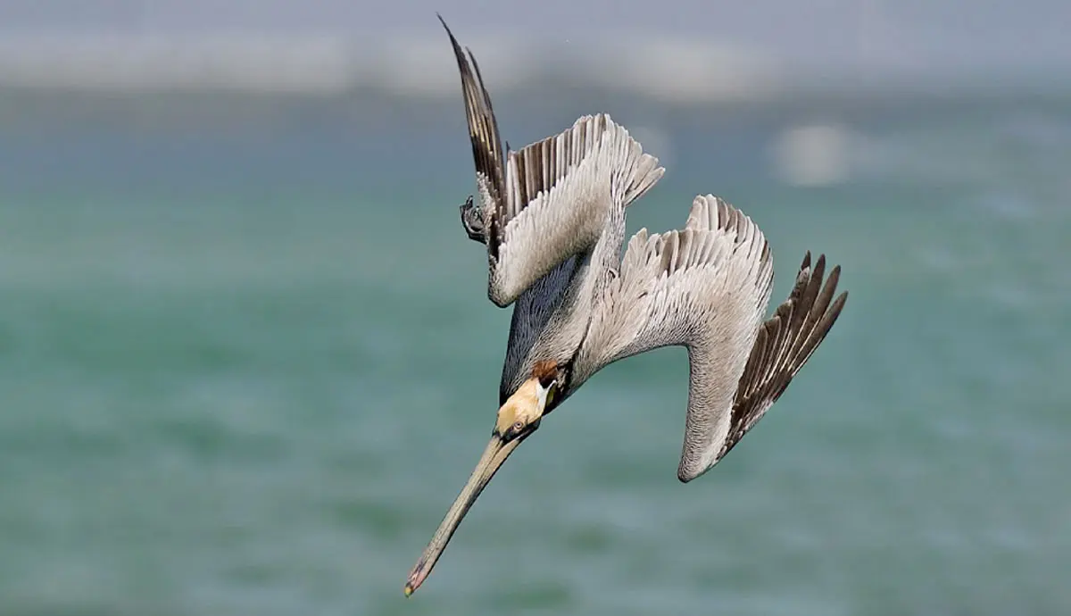 brown pelican plunge dive