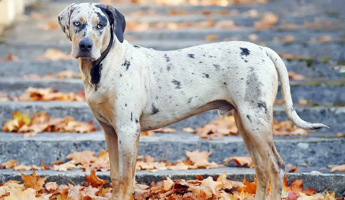catahoula leopard dog standing up in leaves