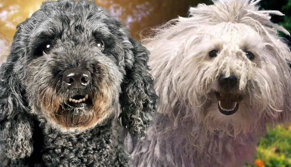 pumi vs.komondor what is the difference