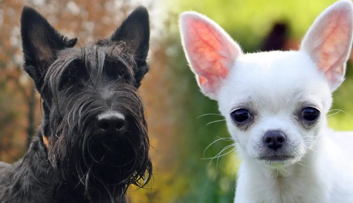 most fearless small dog breeds
