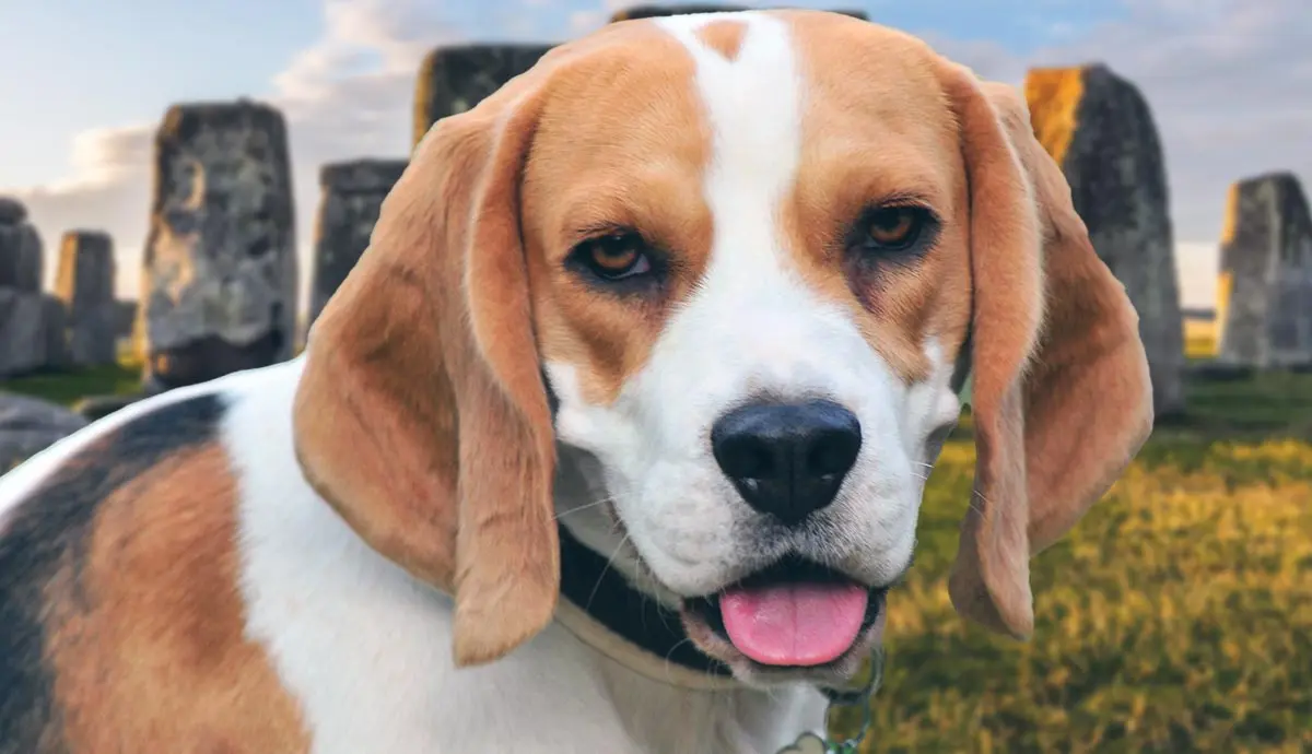 fun facts about beagles