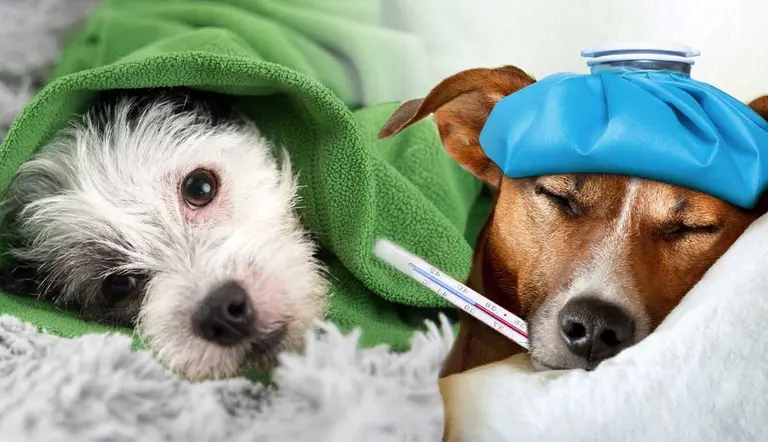 can dogs get colds