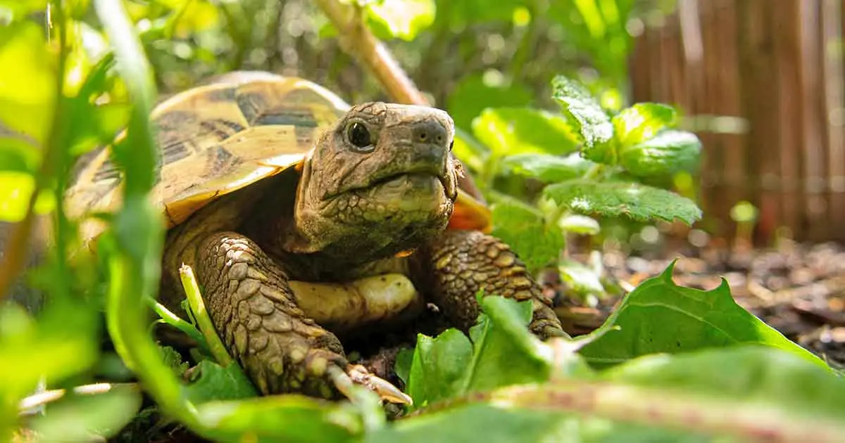 tortoise in plants