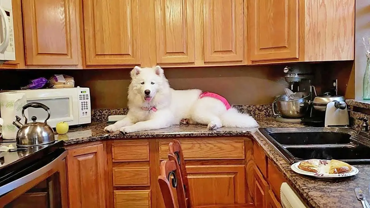white dog laying on counter surfing