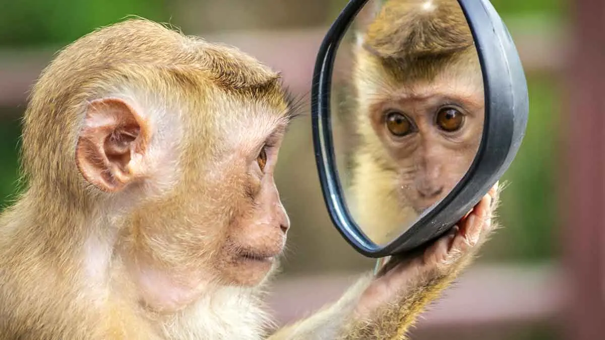 monkey looking into mirror mark test
