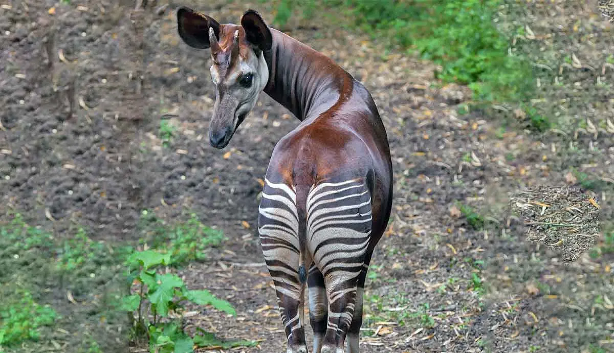okapi from behind
