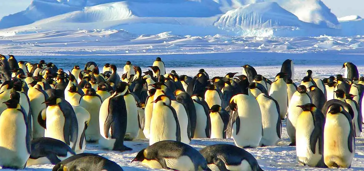 group of emperor penguins on the ice