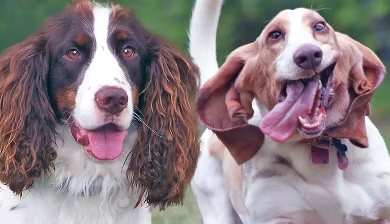 awkward canine alert here are the clumsiest dog breeds