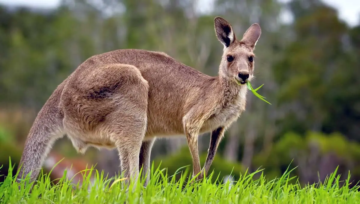 kangaroo grazing grass