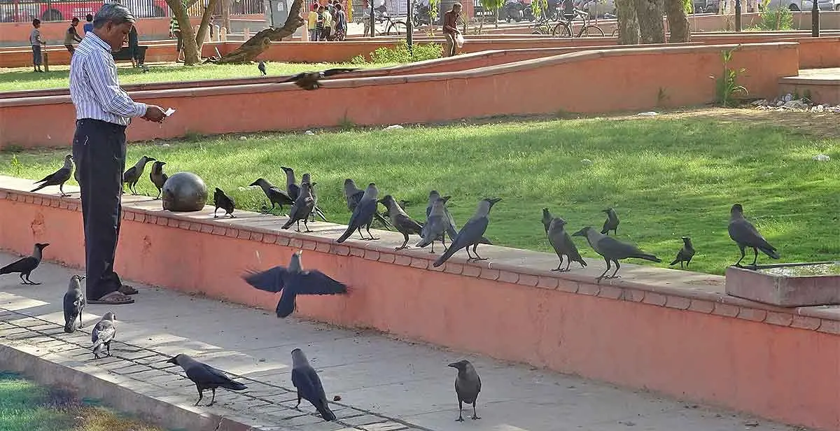 a man in india feeding a flock of crows