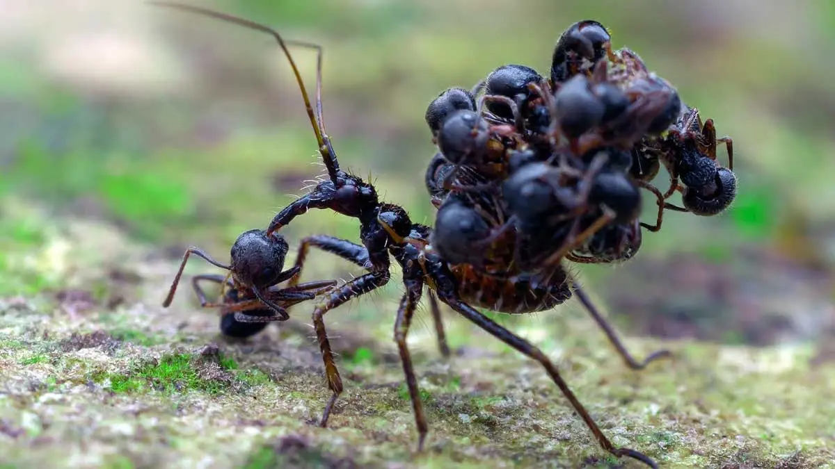 assassin bug carrying dead ants