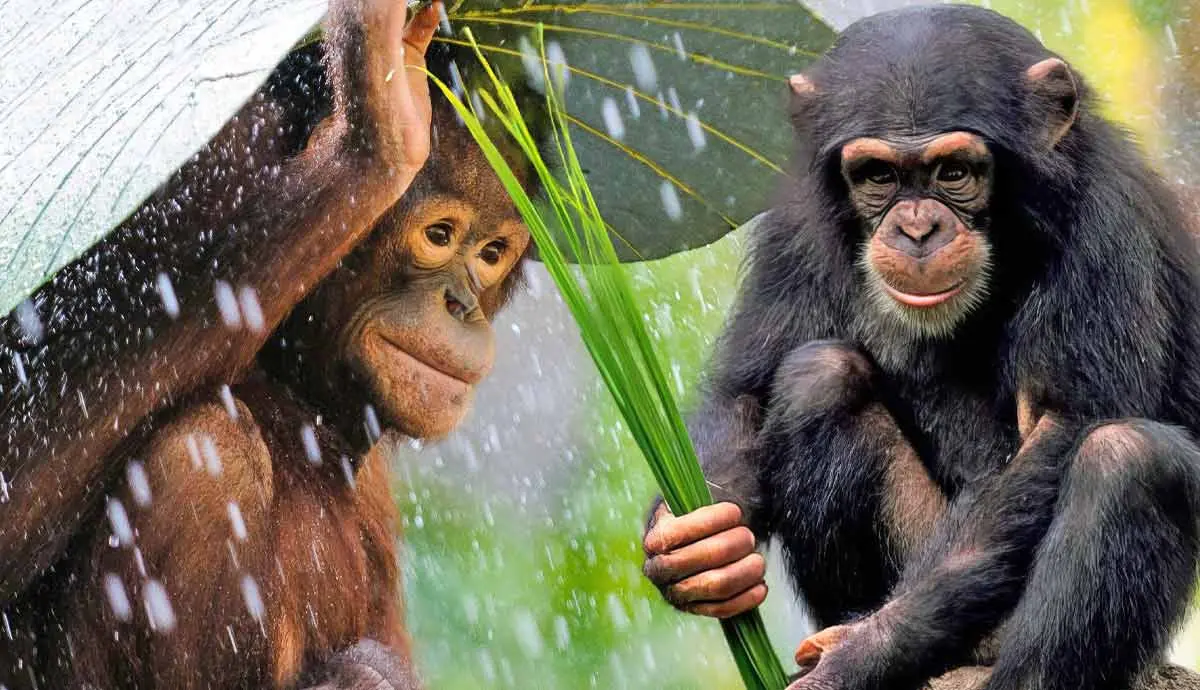remarkable ways chimpanzees use tools