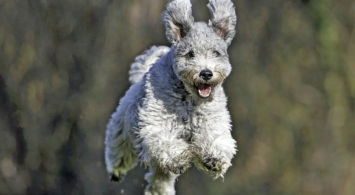 grey pumi dog playing jumping outside