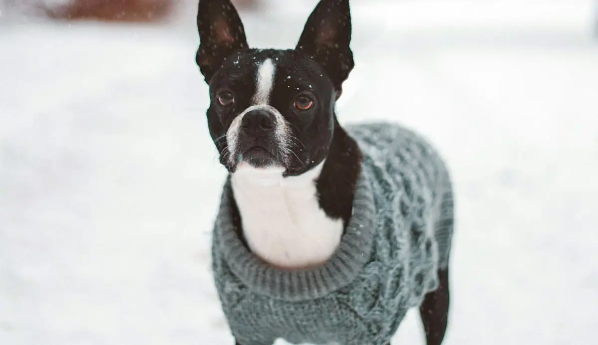 Black and White Dog in Green Sweater in Snow