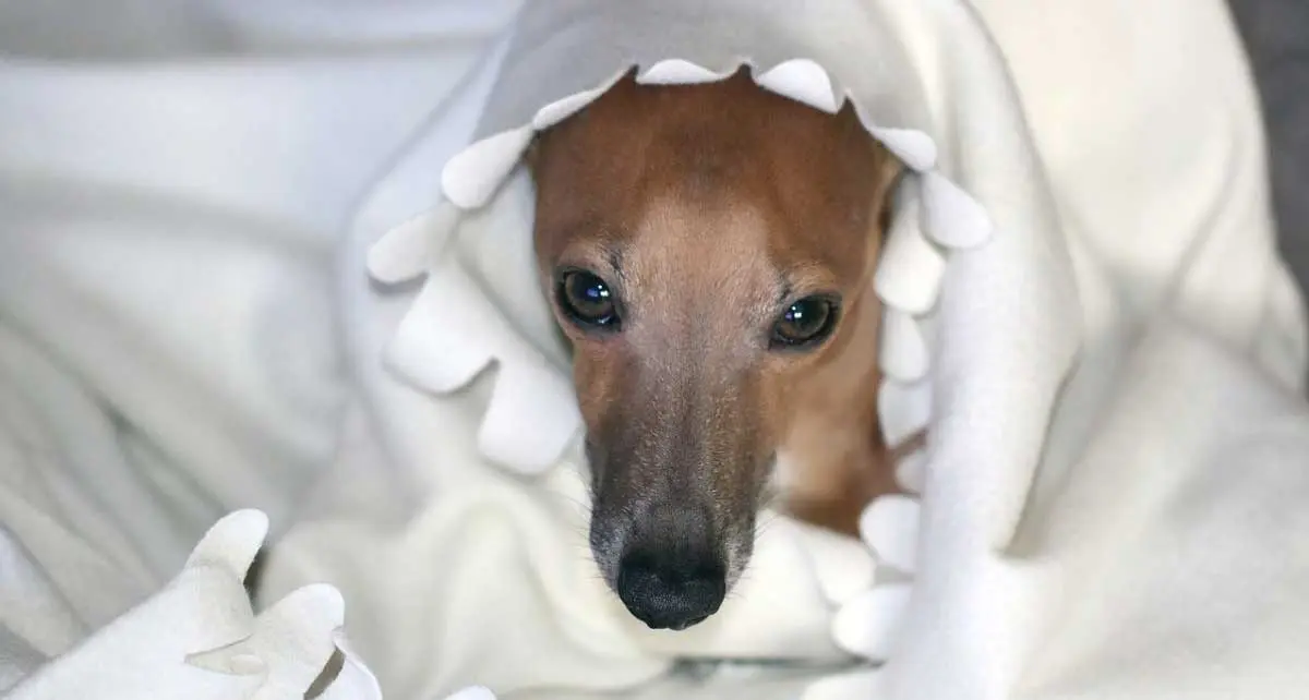 greyhound in blanket