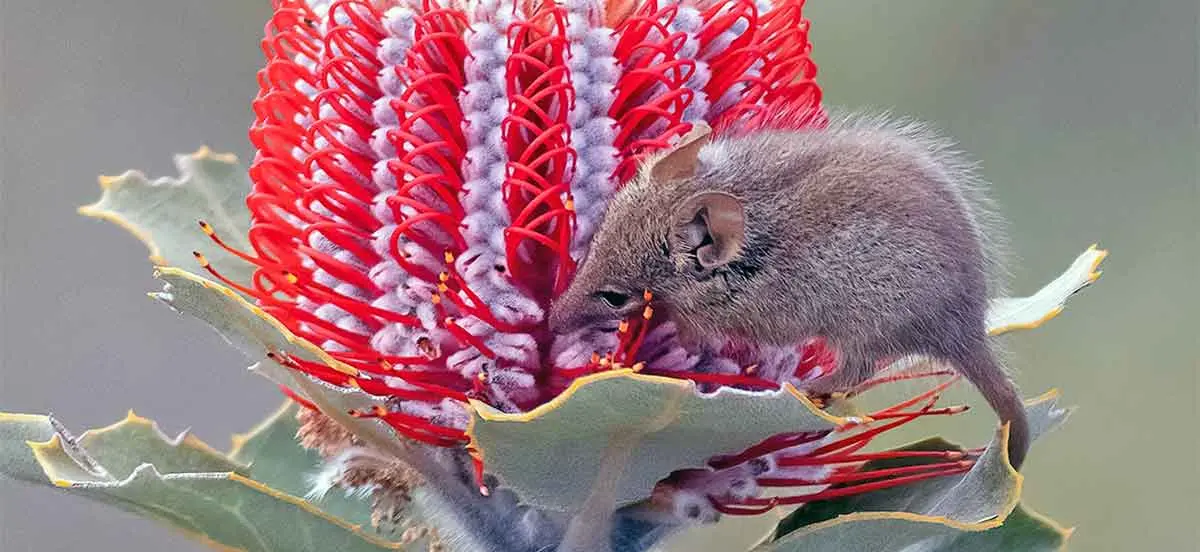 honey possum eating a plant