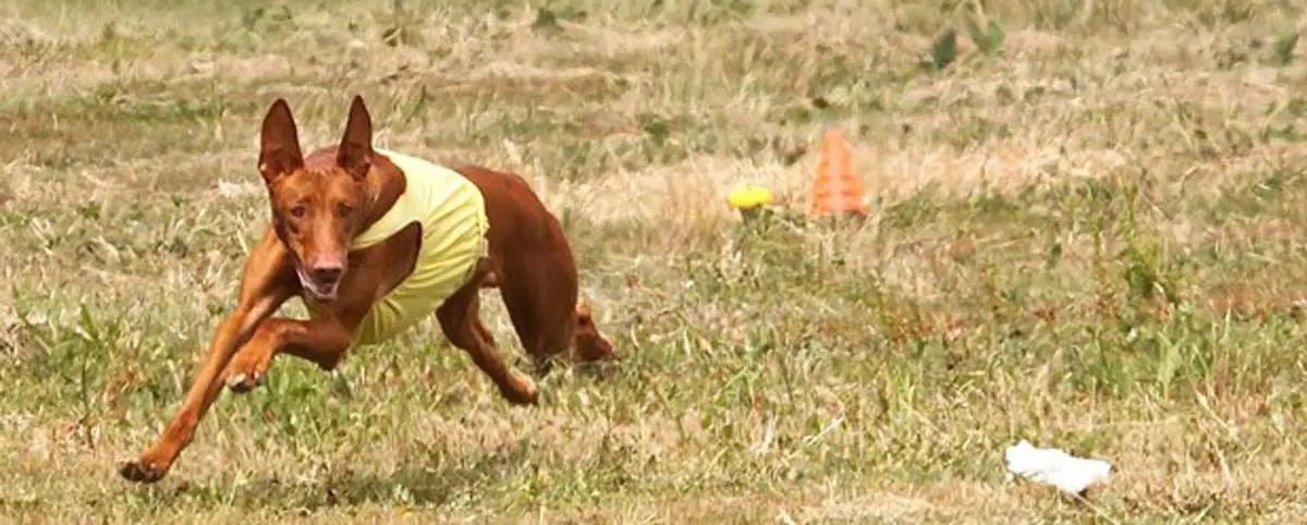 dog_lure_coursing