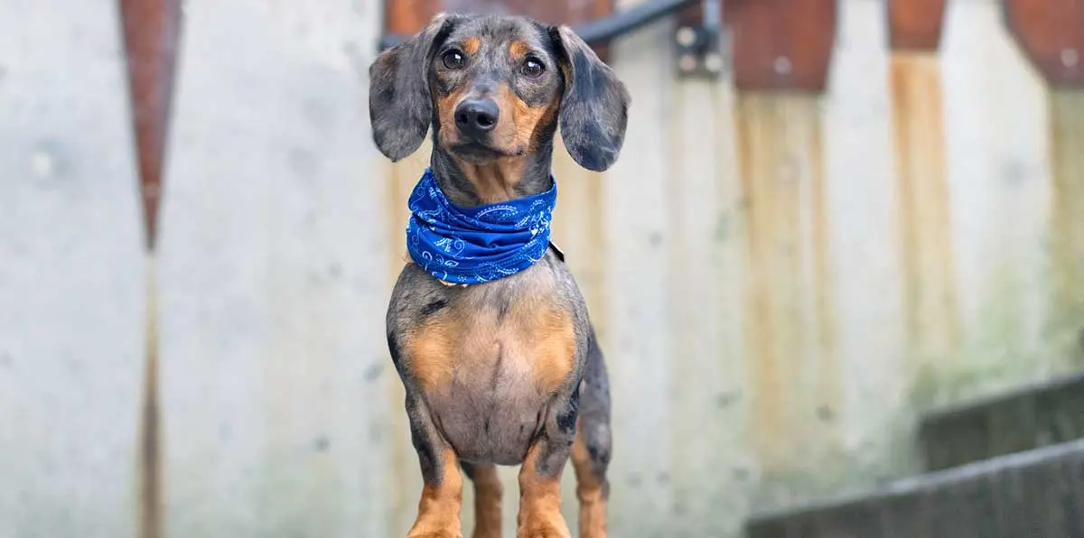 merle dachshund wearing blue bandana