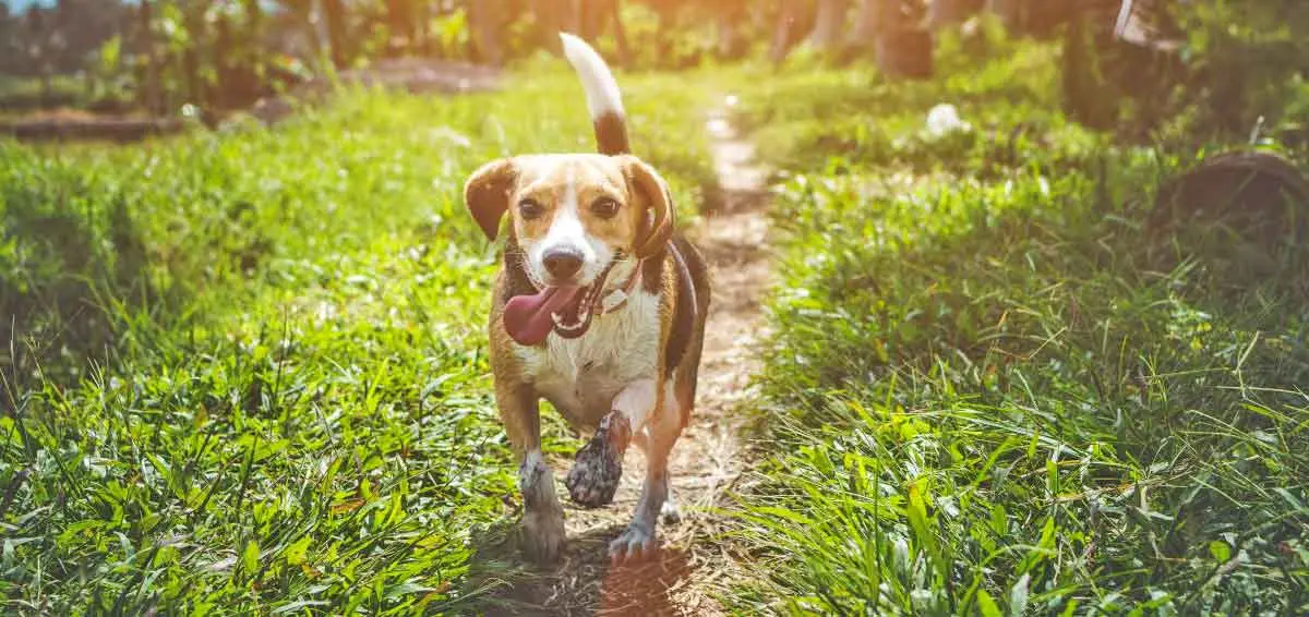 beagle running grass dog
