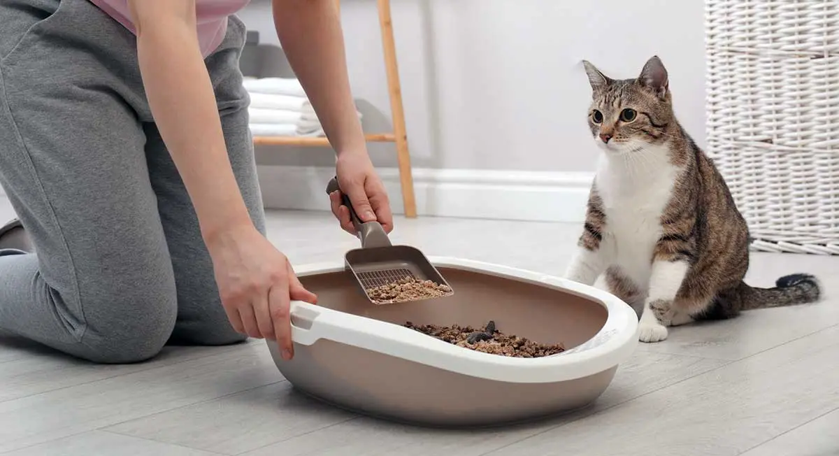 owner scoop cat litter box