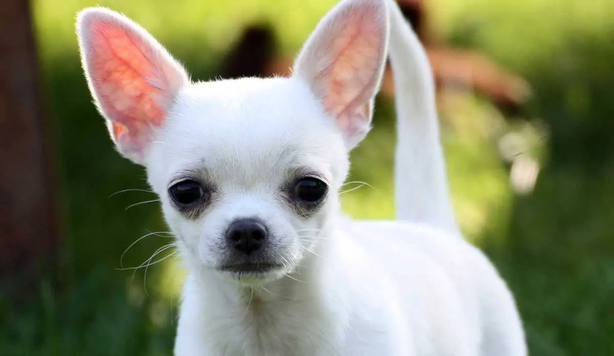 white chihuahua standing in grass