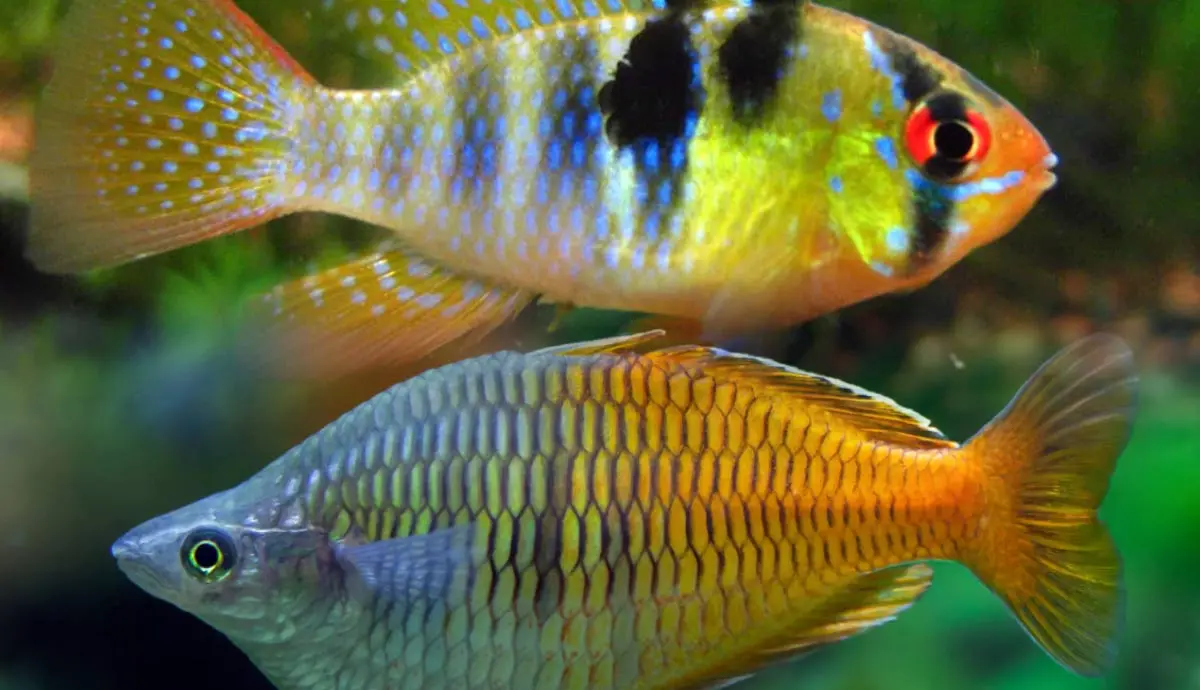 really colorful pet fish species