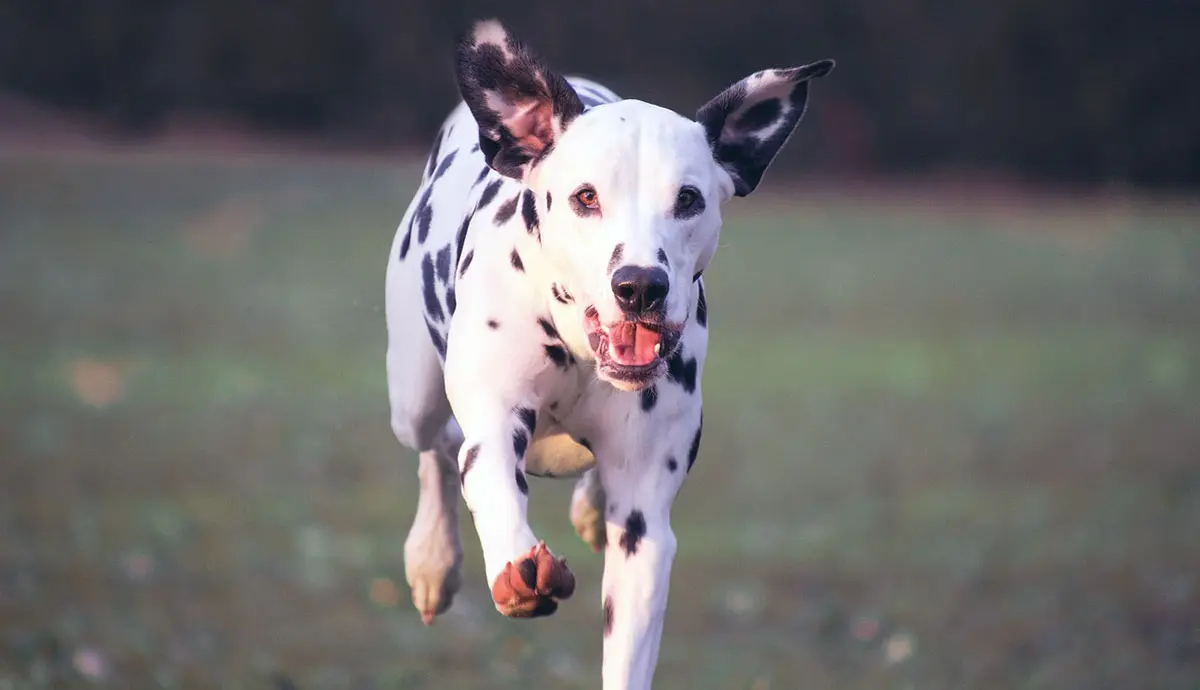 young dalmatian running on grass