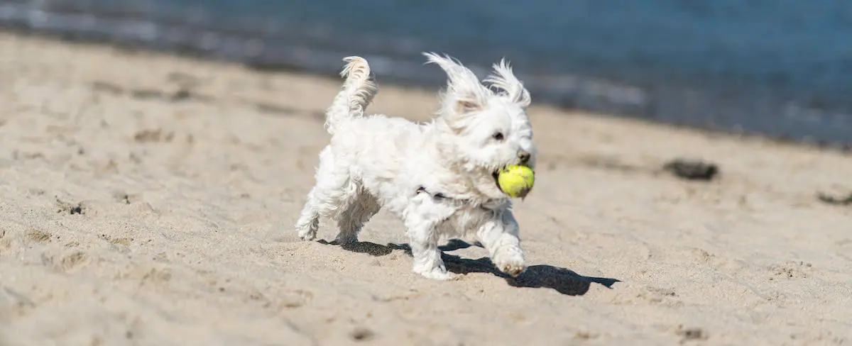 Maltese Dog Biting a Tennis Ball Running on Beach