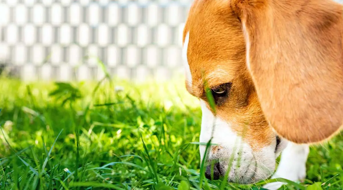 dog sniffing grass