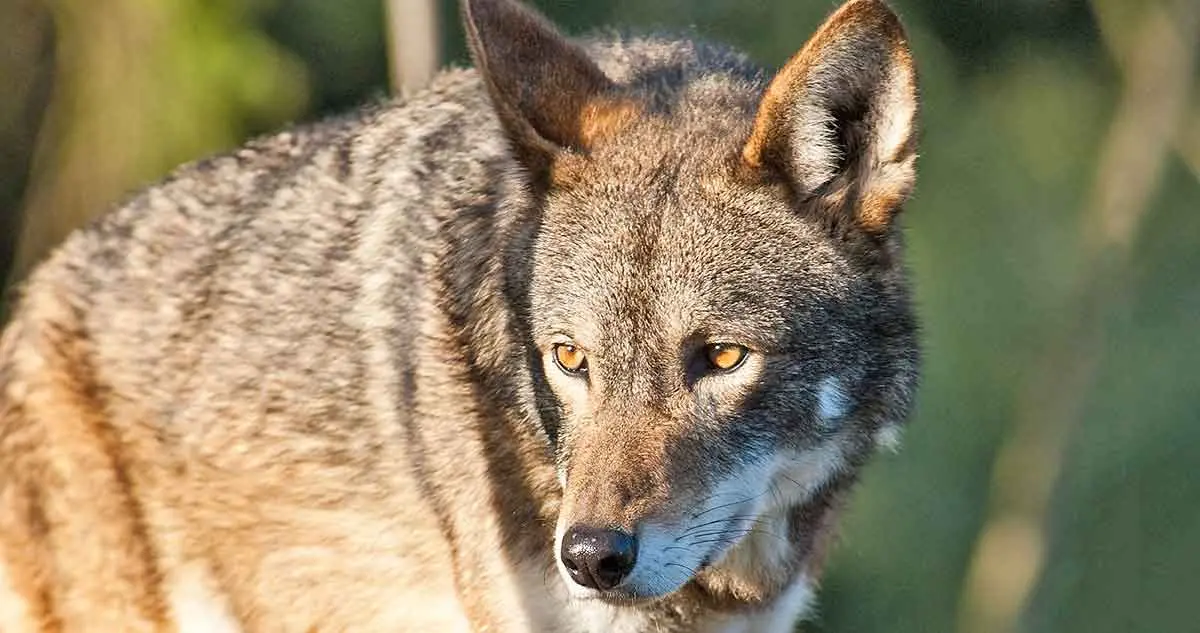 red wolf