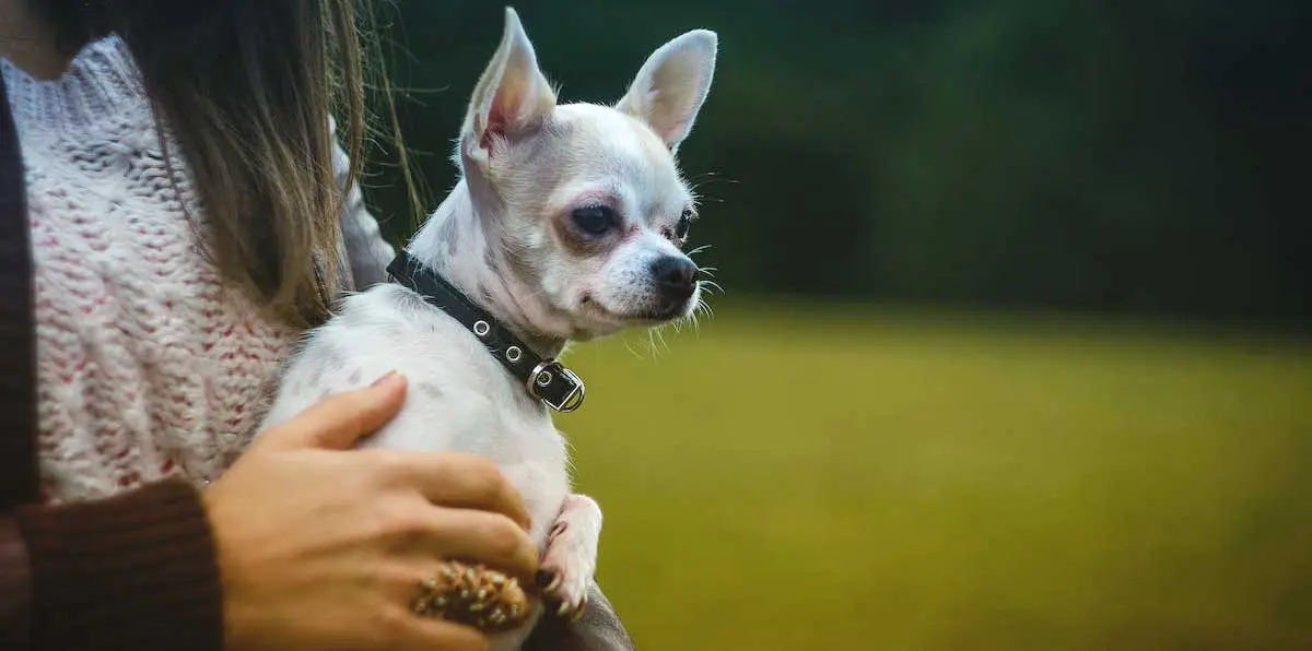 White Chihuahua Being Held by Woman
