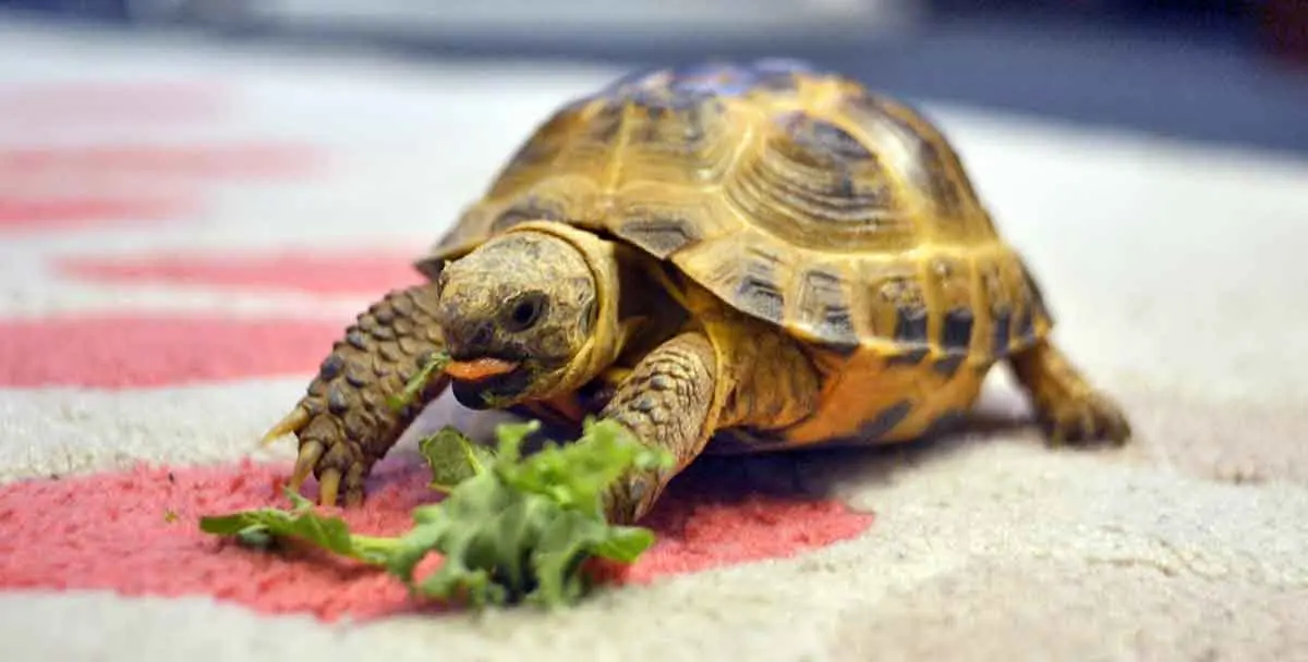 pet tortoise eating lettuce