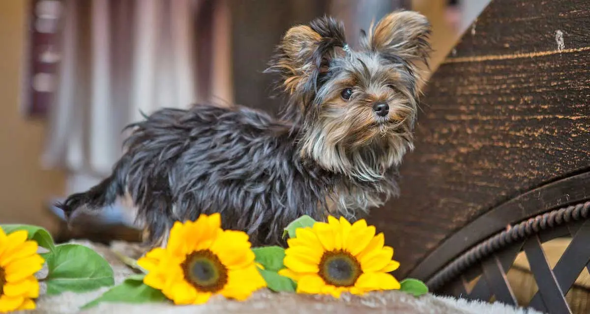Yorkshire Terrier Dog Standing by Sunflowers