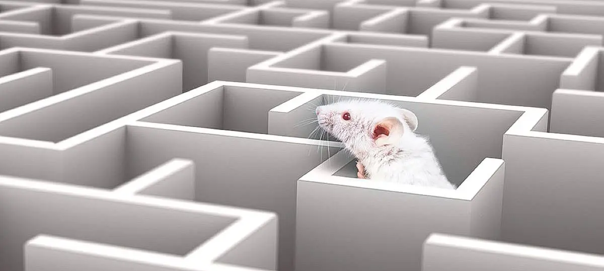 white rat in maze