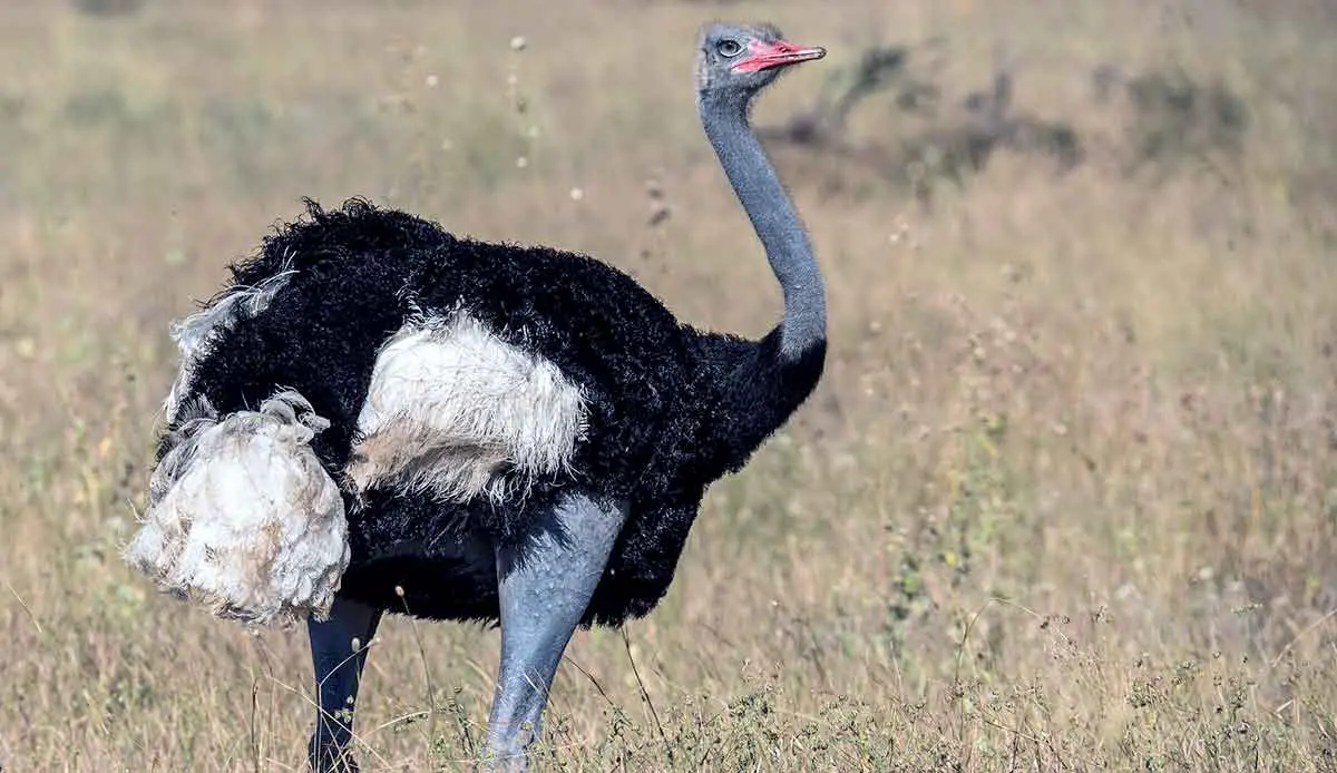 male ostrich with bright red beak standing in dry grass