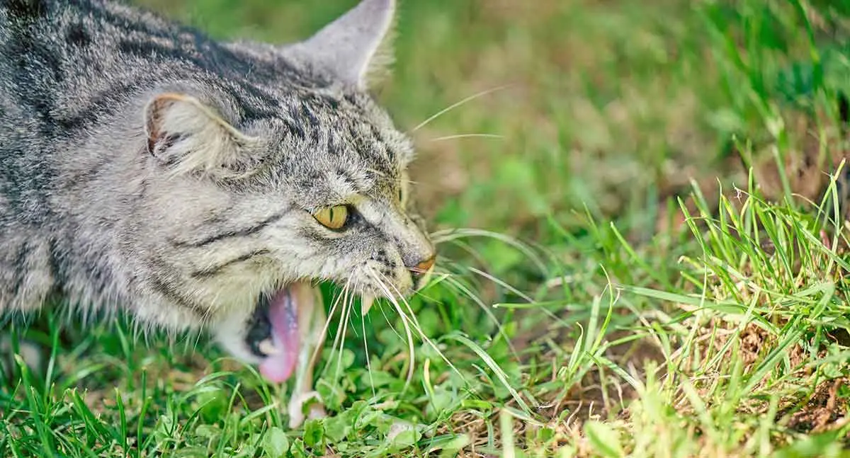 gray cat vomit grass