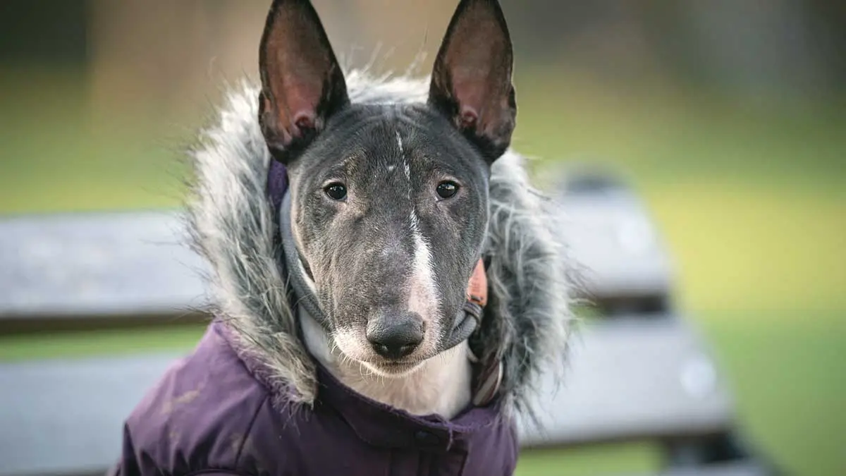 bull terrier dog wearing fur coat