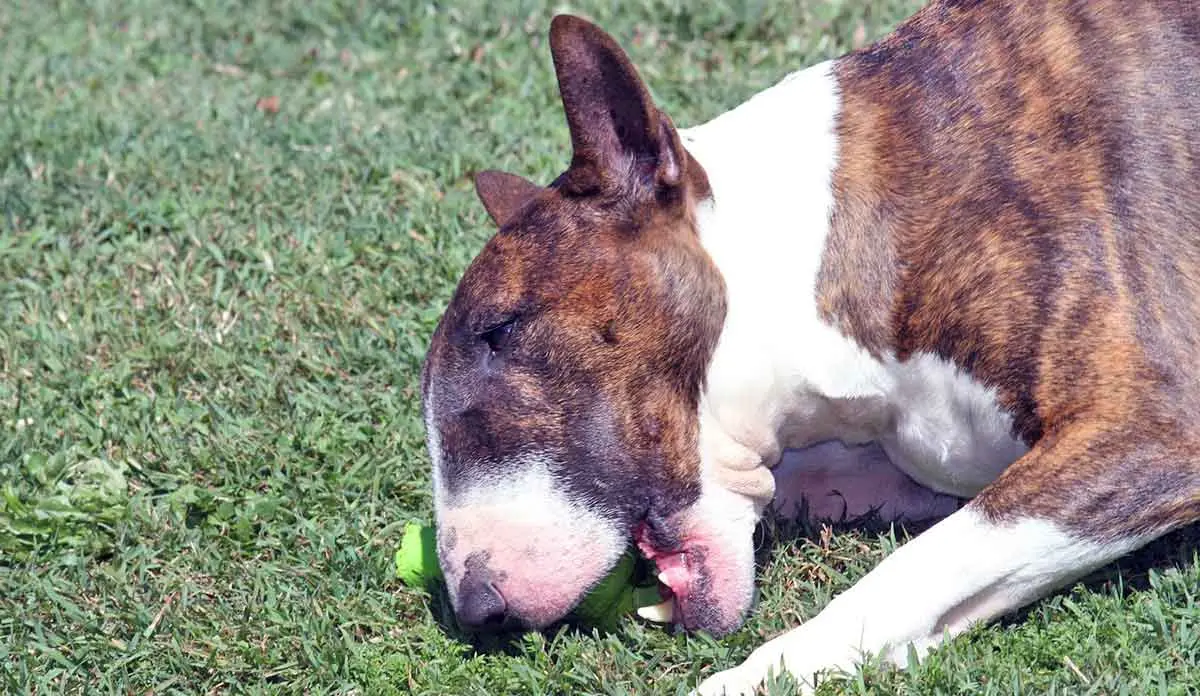 bull terrier chewing on green toy