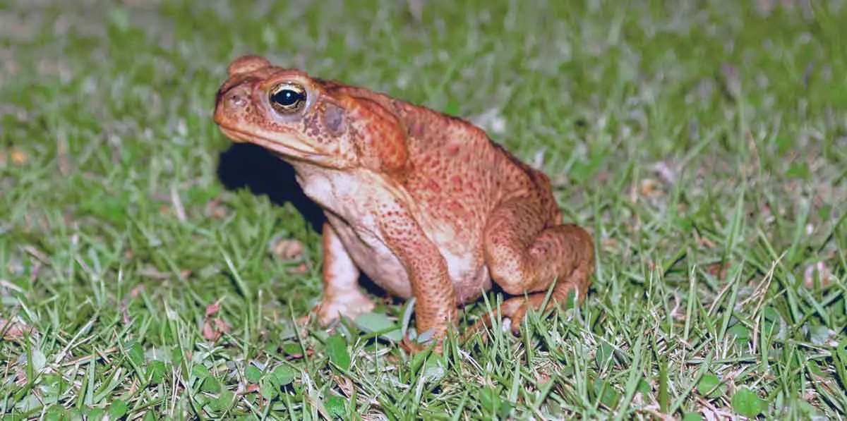 bufo toad