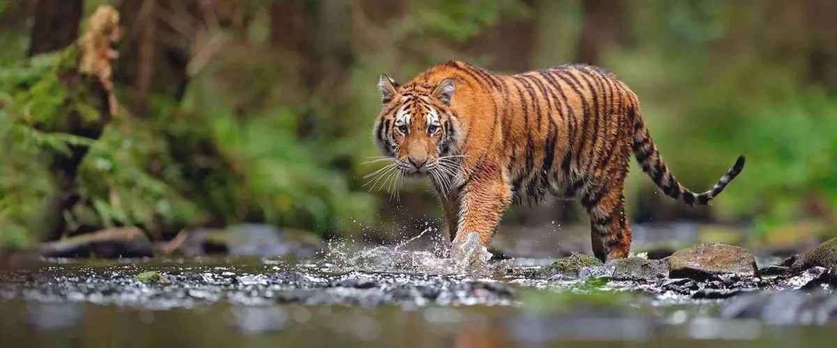 tiger in jungle matadornetwork