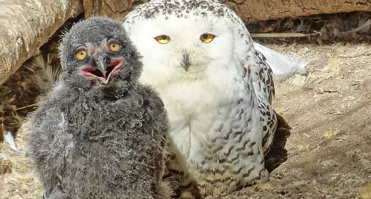 female snowy owl with chick